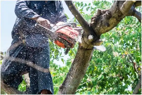 tree services Philadelphia